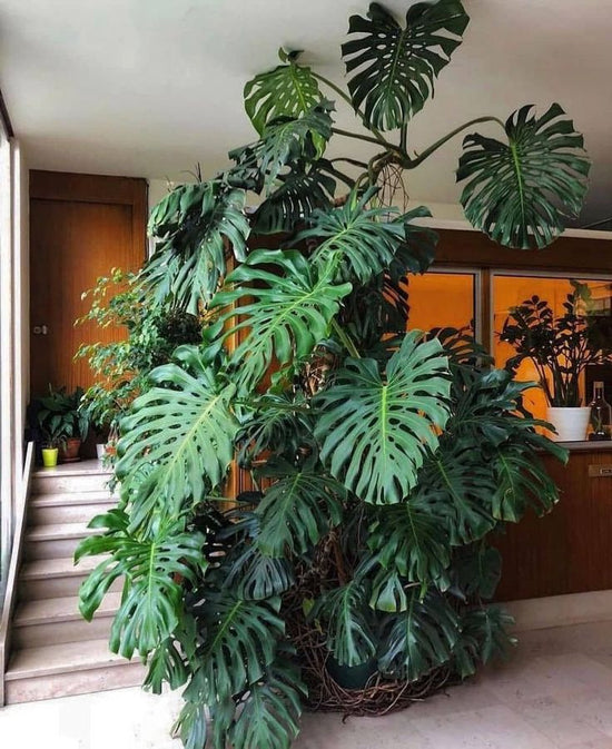 Monstera Deliciosa Care tips