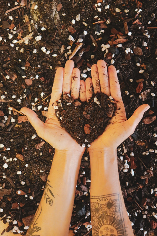 Indoor & Outdoor Plant Maintenance