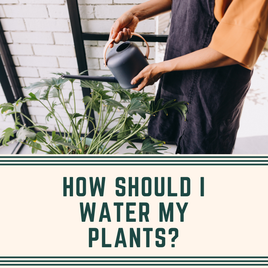 How should I water my plants?
