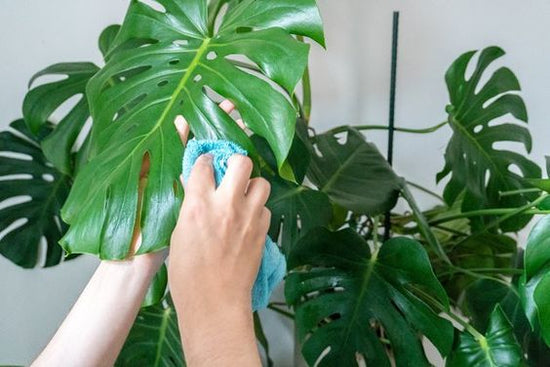 Why you should keep your plants clean and dust free.