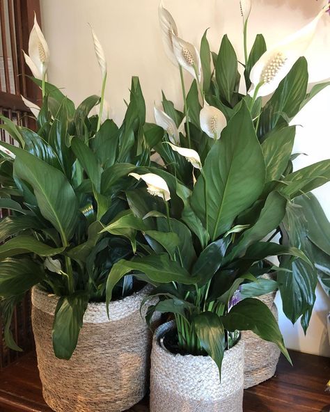 5 Care Tips For Your Peace Lilly