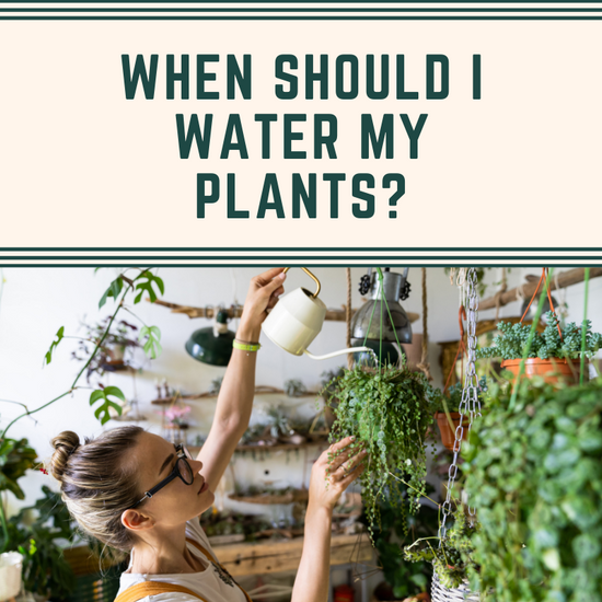 When should I water my plants?